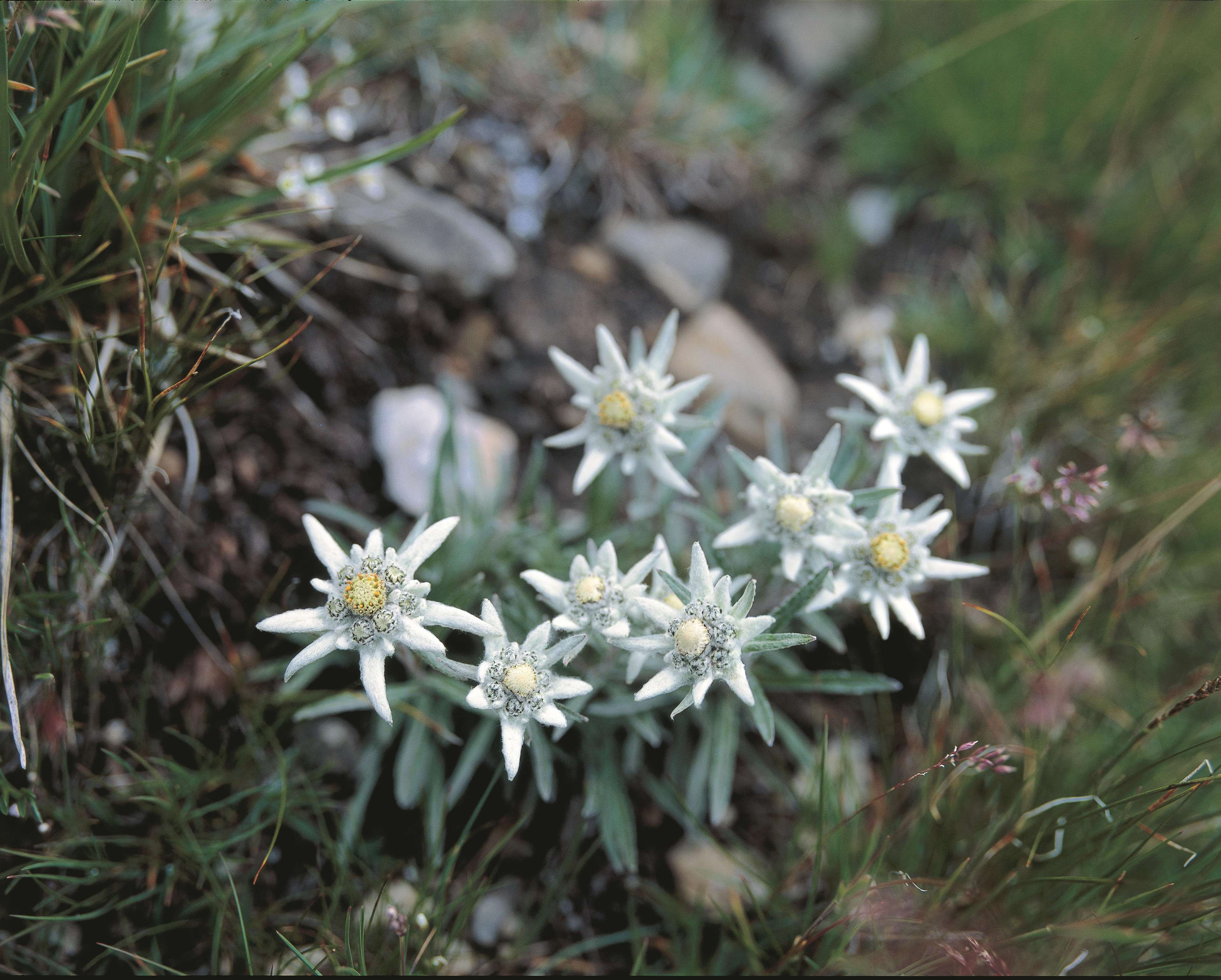 Kempinski Grand Hotel des Bains St.Moritz - Exterior