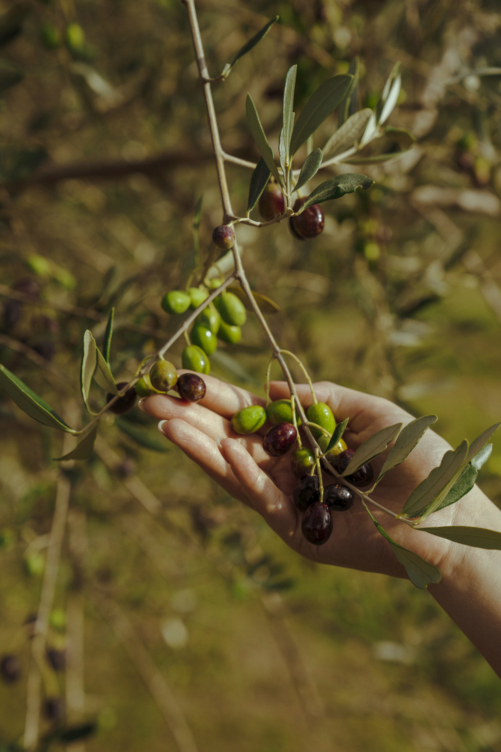 DSC01366_High Res_28829.jpg