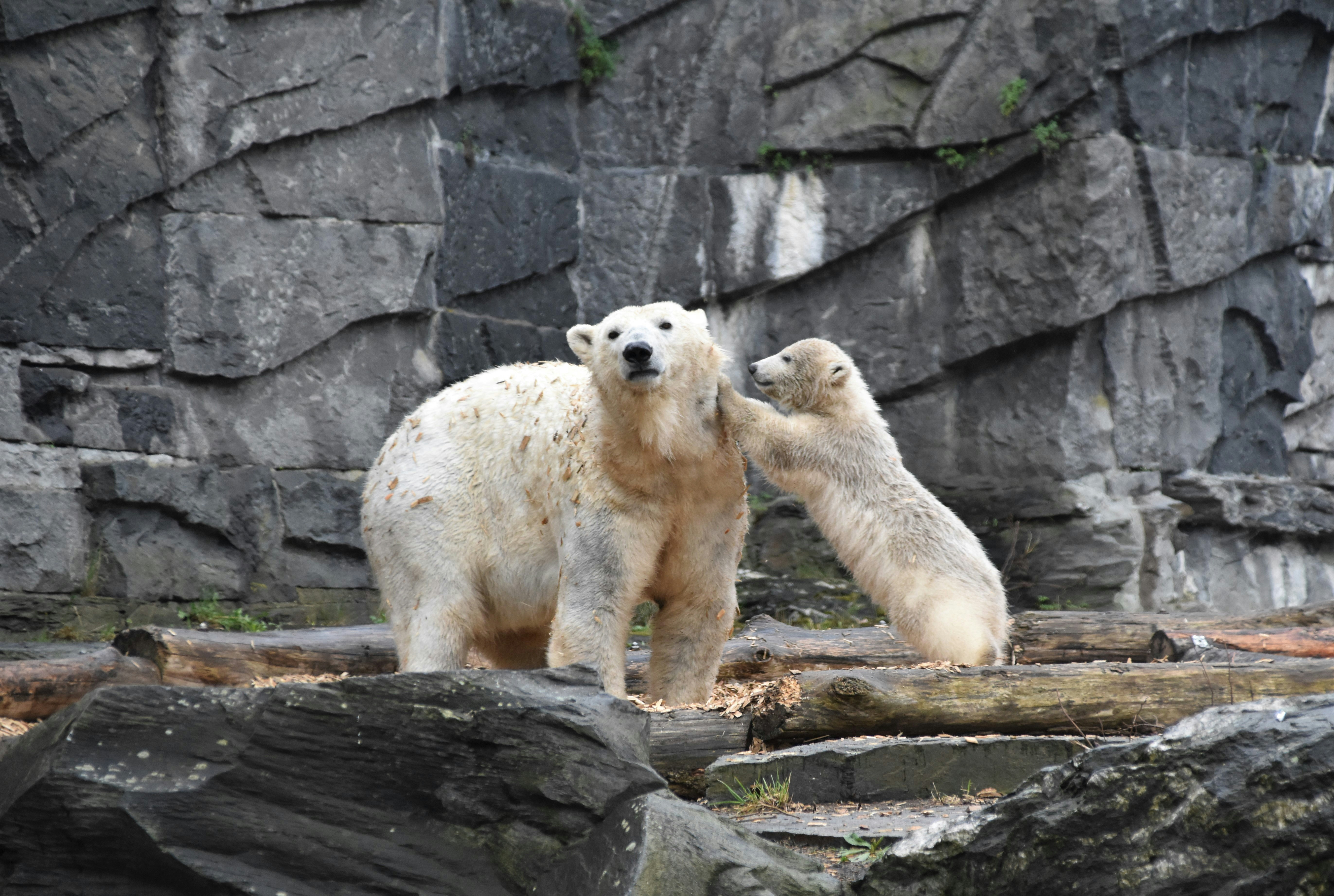 Ice bears