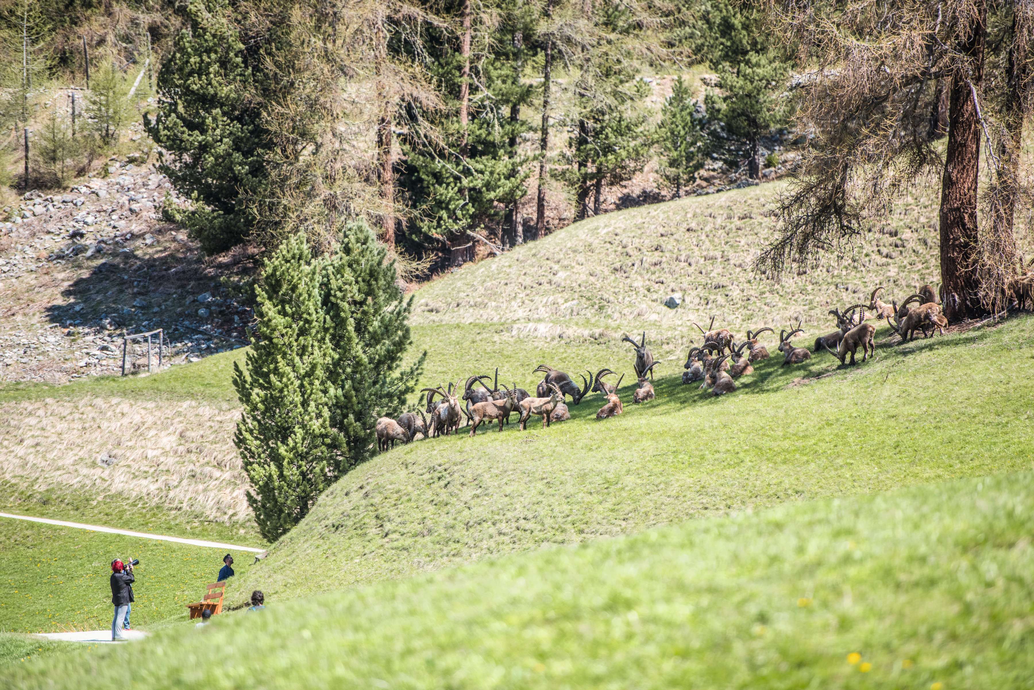Kempinski Grand Hotel des Bains St.Moritz - Local attraction