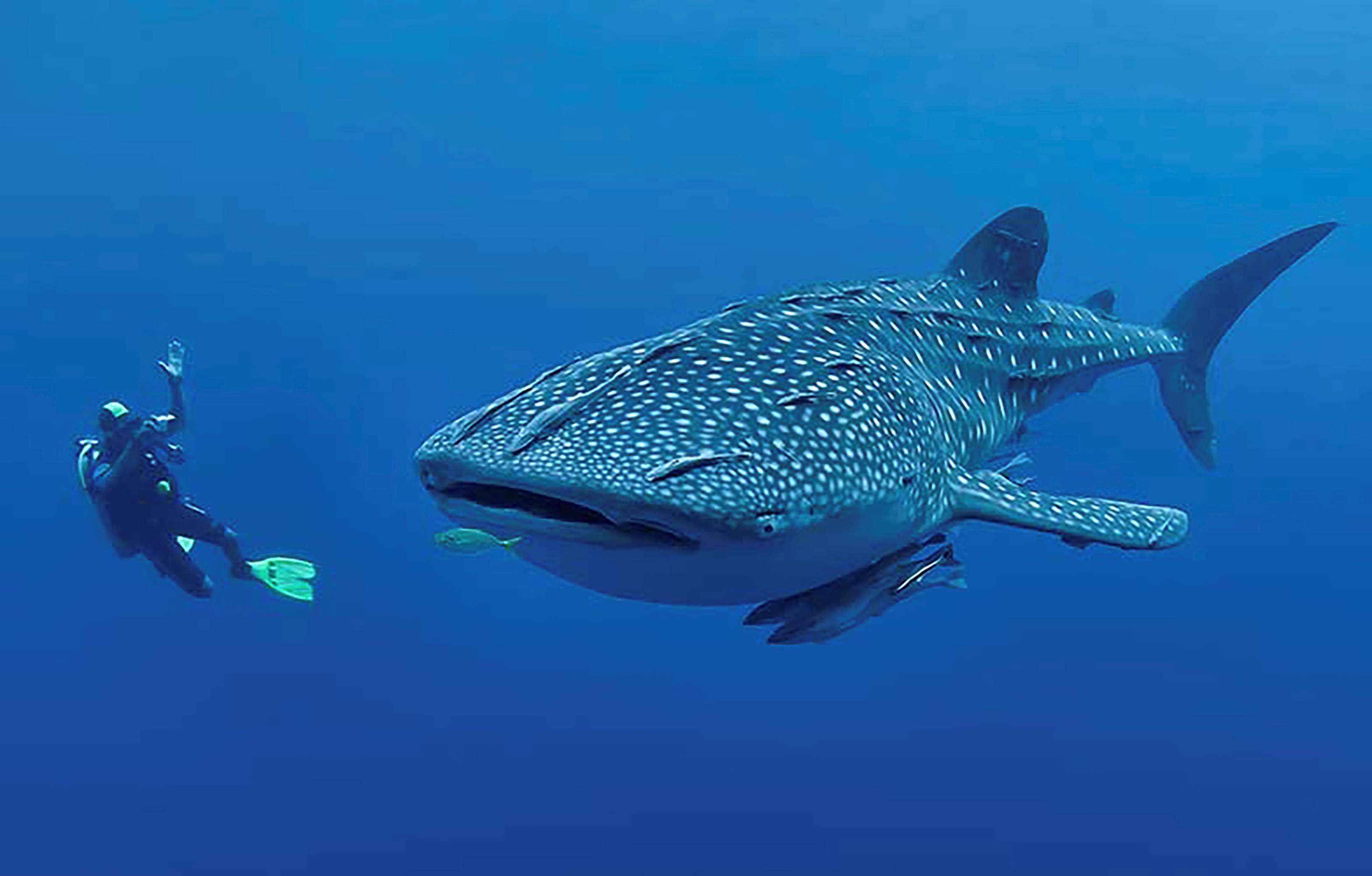 Swim With Whale Sharks | Djibouti Palace Kempinski