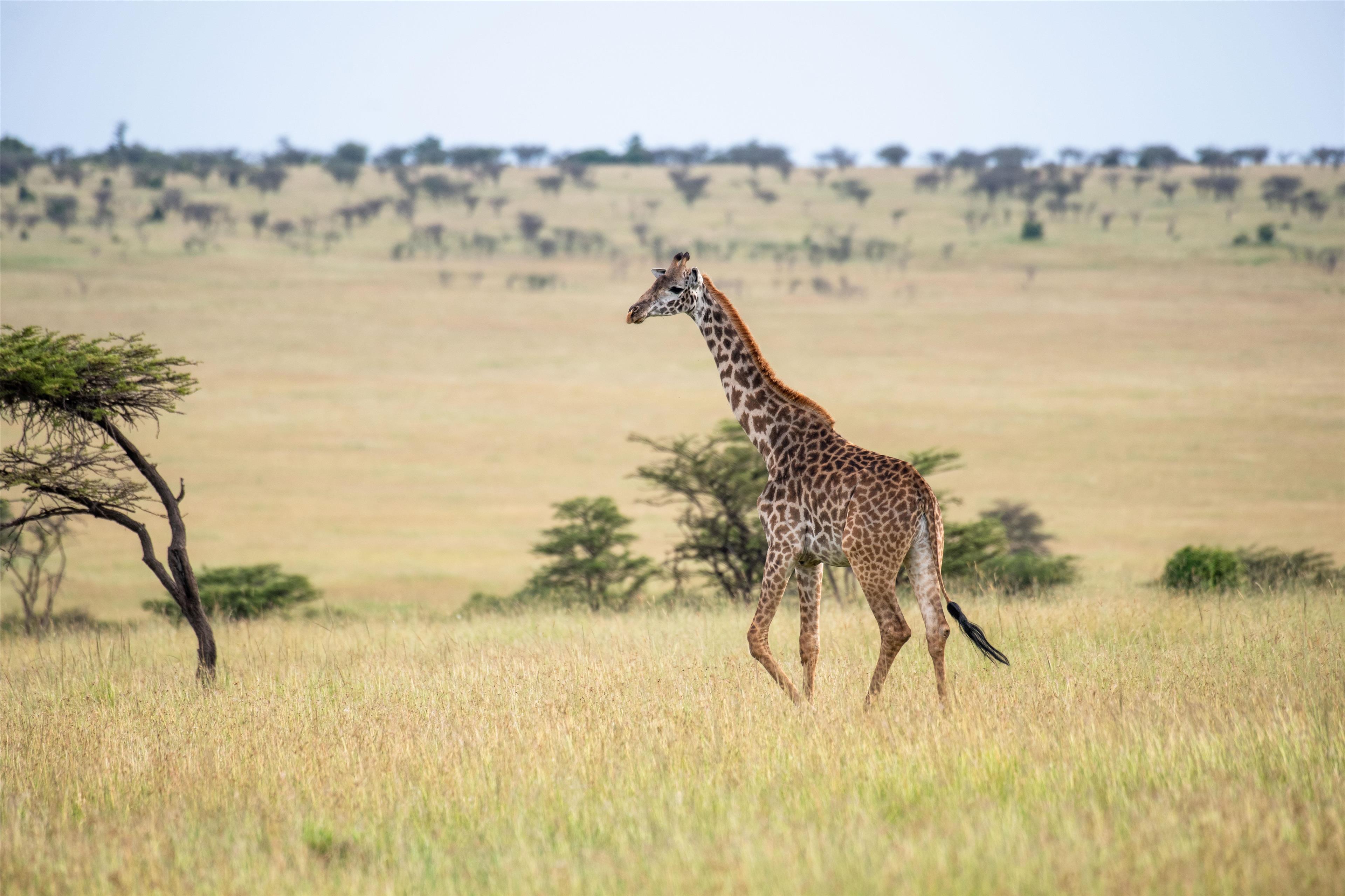 Olare Mara Kempinski, Masai Mara - Local attraction