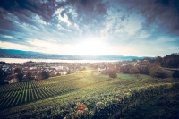 Weingut Meier I Cattani Collection I May 2026